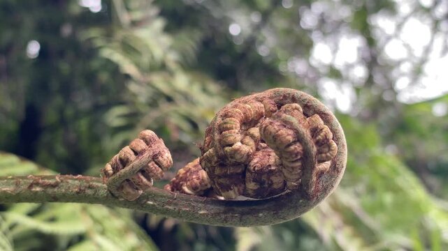 lush tropical rainforest nature fern plant displaying a unique fiddlehead unfurling amidst vibrant green wild jungle foliage outdoors