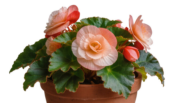 Isolated beautiful blooming begonia plant with vibrant peach and pink flowers in a terracotta pot.