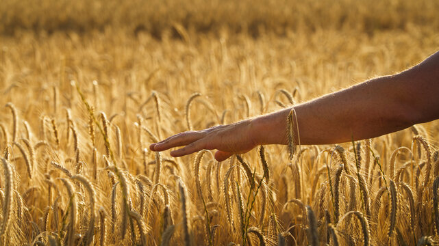 Male hand touching a golden wheat ear in the wheat field. Young man's hand moving through wheat field. Agronomist hand touching wheat during sunset.