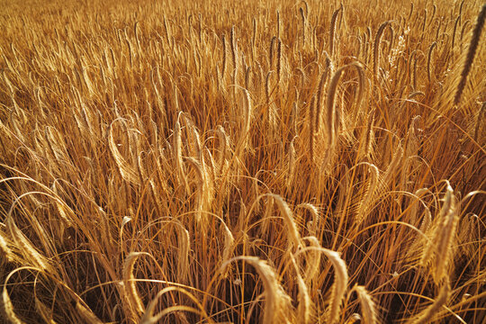 A field full of ears of grain - barley or rye - at sunset.