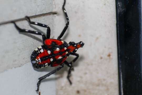 Vibrant Fourth Instar Spotted Lanternfly Nymph on a Light Surface
