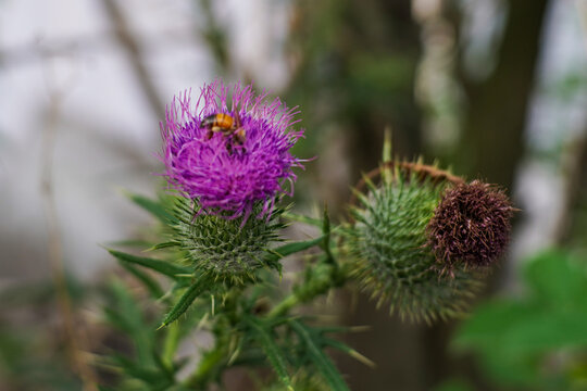 Close up of a Purple Thistle Flower with a Bee, Alongside Another Thistle Bud