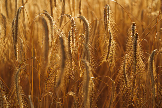 A field full of ears of grain - barley or rye - at sunset.