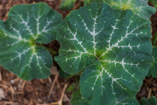 Close up of Healthy Green Gourd Leaves Showing Intricate White Vein Patterns