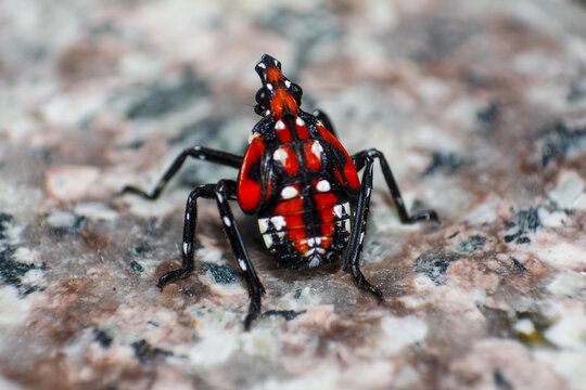 Close up of a Colorful Spotted Lanternfly Nymph on Granular Surface