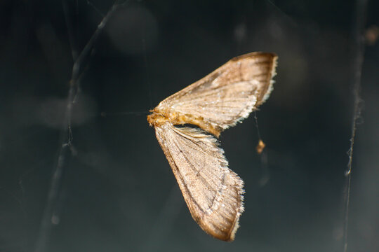 Close up of a Brown Moth Caught in Delicate Spiderweb Strands Against Dark Background