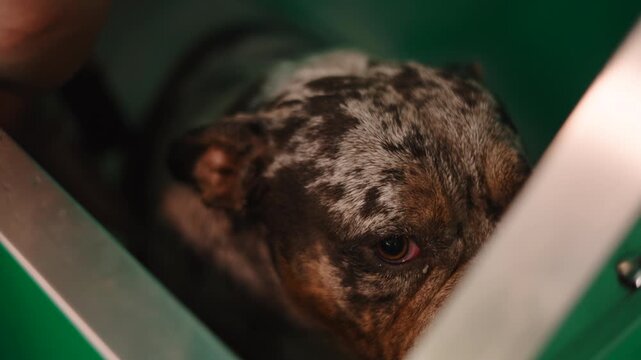 Sad merle bulldog puppy in a green pet carrier looking at the camera