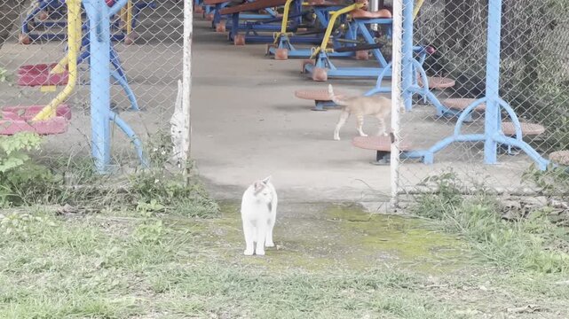 Several cats are walking in the park