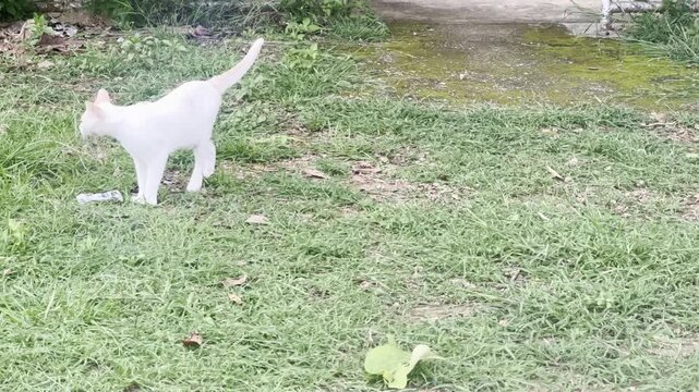 Several cats are walking in the park