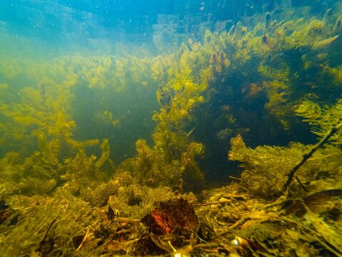 Ceratophyllum demersum aquatic plant underwater, green algae bloom, leaf litter organic matter pollution, shallow freshwater aquascape, low visible muddy murky water, Kobylnia river in Pryborivka