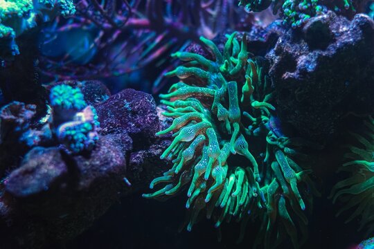 Entacmaea quadricolor fluorescent animal move green tentacle to hunt for plankton food, circular water flow, live rock reef marine aquarium ecosystem, blue LED light, underwater wildlife hobby
