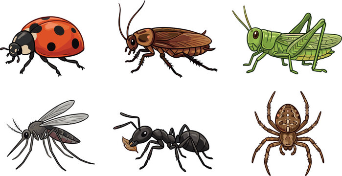 Detailed hand drawn insect vector illustration set featuring ladybug cockroach grasshopper mosquito ant and spider isolated on a clean white background