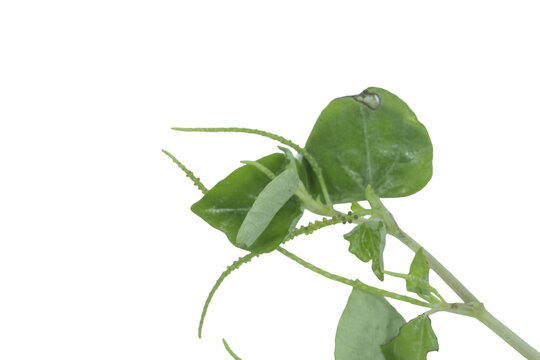 Small green peperomia pellucida herb sprig isolated on a clean png background view