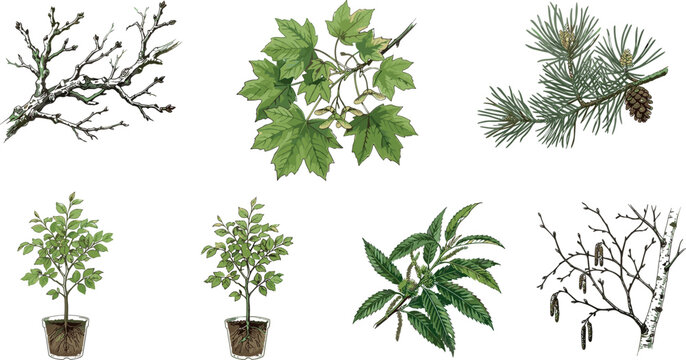 Realistic tree branches and potted plants vector illustration set featuring maple pine needles birch twigs oak and foliage elements isolated on white background.