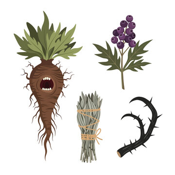 Fantasy Botanical Elements: Mandrake Root, Berries, Sage Bundle, Thorny Vine