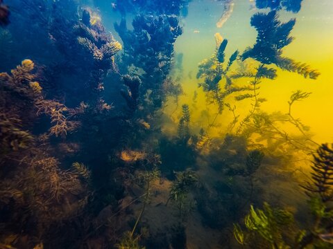low visible murky water, Ceratophyllum demersum freshwater aquatic plant dominate silt bottom, green algae bloom, organic matter underwater pollution, sun ray backlight, shallow Buher river in Lityn