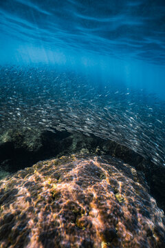 Huge school of small baitfish swimming over a hard coral reef in blue ocean.