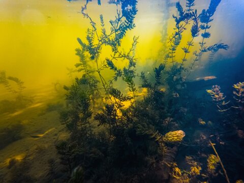 shallow Buher river in Lityn, organic matter pollution cause green algae bloom, hornwort aquatic plant grow on silt bottom hardscape, low visible murky water aquascape, sun rays backlight, gloomy mood