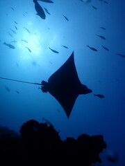 Silhouette of spotted eagle ray Aetobatus ocellatus gliding through blue water © Andrea