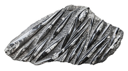 specimen of mineral from geological collection - petrified Orthoceras fossils rock isolated on white background from Morocco © vvoe