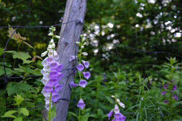 Fleurs de digitale pourpre dans un jardin, sur une clôture en fil de fer et en bois à la campagne.  © Pascal Huot