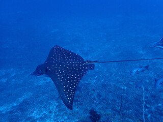 Spotted eagle rays Aetobatus ocellatus swimming toward camera above coral reef © Andrea