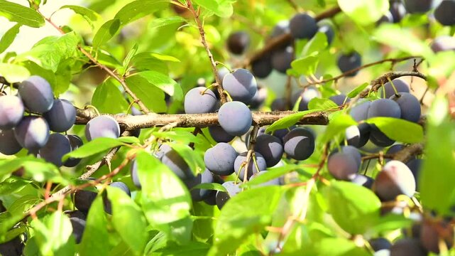 ripe plums hanging on tree branches in an orchard, natural summer harvest, close-up of fresh fruit on the tree