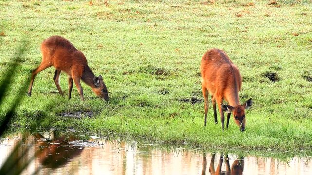 Sitatunga or marshbuck, Tragelaphus spekii, female with calf eats grass by the river 164