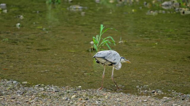 Grey Heron Diving into River to Catch Fish with Wings Spread