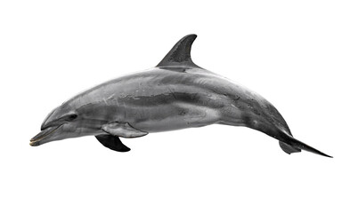 Obraz premium Dolphin leaping in water, transparent isolated on png transparent background