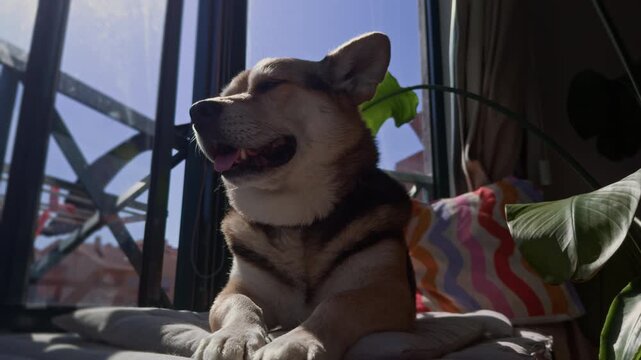Corgi dog relaxing on seat watching outside through window in sunlight.

Cute mixed corgi lying comfortably on a seat while watching the world outside the window. Warm sunlight and relaxed roa