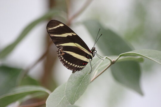 Schmetterling, Zebrafalter, heliconius charithonia, 