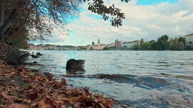 Prague's Autumn: slow-motion of Nutria (Coypu) seated in Vltava River, with of Old Prague autumn backdrop. Natural river scene with Coypu in fall time, riverbank covered with fallen leaves.