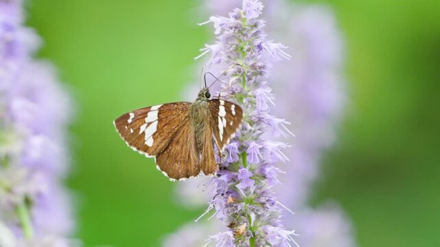 Skipper Butterfly Drinking Nectar on Purple Flower Slow Motion