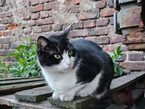 A close-up of a tuxedo cat by a brick rustic wall and negative space