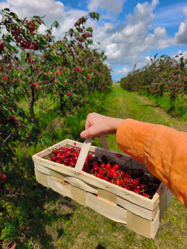 Hand holding basket of fresh red cherries picking fruit