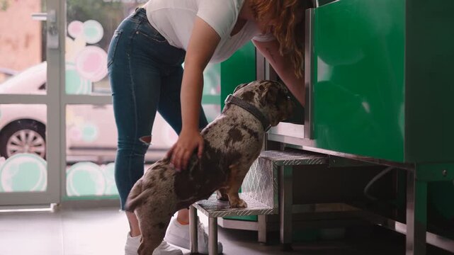 Woman guiding an american bully into a grooming salon washing station