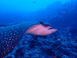 Close portrait of spotted eagle ray Aetobatus ocellatus underwater © Andrea