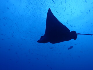 Silhouette of spotted eagle ray Aetobatus ocellatus among tropical reef fish © Andrea