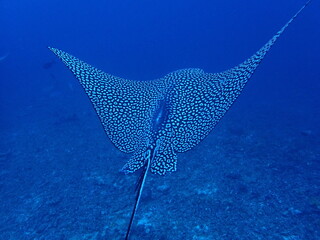 Rear view of spotted eagle ray Aetobatus ocellatus over coral reef © Andrea