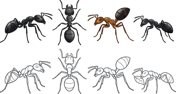 Ant Insect Vector Set with Realistic Black and Brown Fire Ants in Profile Top View and Coloring Page Outline Elements