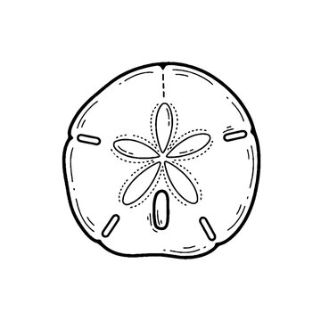 Detailed black and white sand dollar illustration.