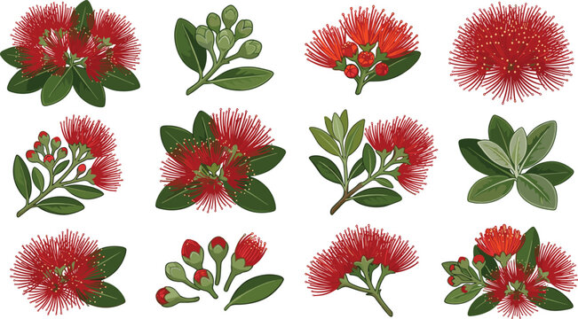 Pohutukawa New Zealand Christmas Tree Red Floral Vector Set with Blossoms Buds and Green Leaves Botanical Illustration Elements