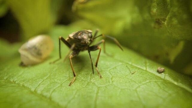 Close-up of dirt-colored seed bug (Rhyparochromus vulgaris) in its natural habitat