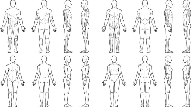 Human Anatomy Body Outline Line Art Set with Male and Female Front Back Views