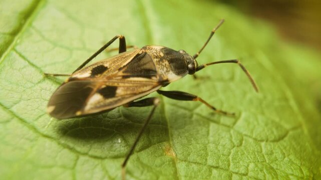 Dirt-colored seed bug (Rhyparochromus vulgaris) resting on vegetation, close-up