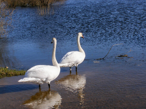 Two white swans standing in shallow water near the shore of a calm lake, with soft reflections on the surface