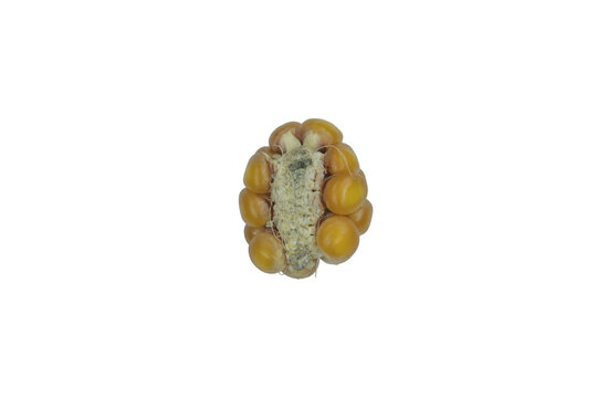 Broken corn cob showing fibrous interior and kernels isolated on png background now