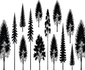 Fototapeta premium Black silhouettes of various trees against conifer