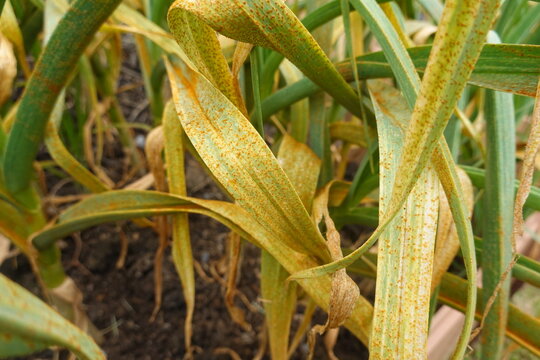 Plant leaves showing symptoms of rust disease infection